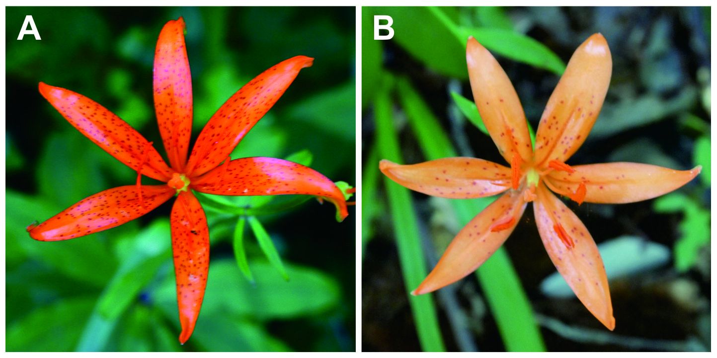 Variation of flower colour and spots in L. tsingtauense: A) orange color with many spots; B) few spots with light orange  flower (mutant type