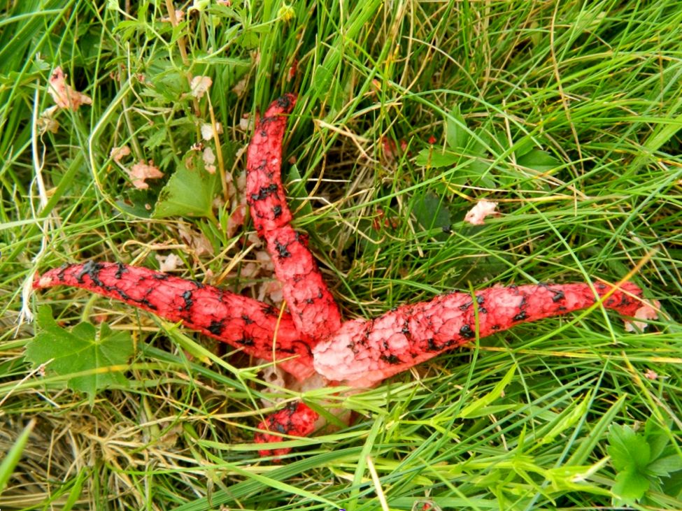 Clathrus archeri